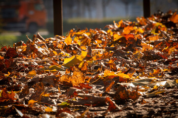 Autumn Leaves on Ground with Warm Natural Light