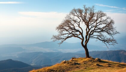 Obraz premium Lone tree atop hill overlooking misty mountains.