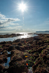 Rocky Beach with Seaweed at Low Tide Near Cliffs on the Isle Of Wight