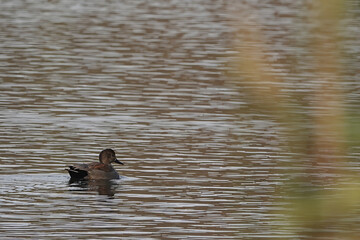 Closeup on a Gadwall duck, Mareca strepera swimming in a pool