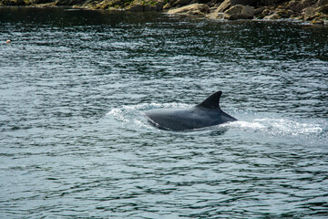 Fototapeta premium Dolphin Swimming in Irish Coastal Waters. The famous Fungie - The Dingle Dolphin