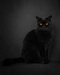 black cat on black