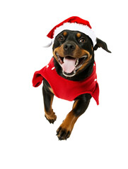 Full body shot of Rottweiler dog, running happily, smiling. Wearing Christmas costume.