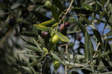 Background of olive tree branches with green and blue olives against a blue sky. High quality photo