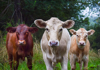 vacas y terneros en el campo