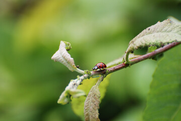 Ladybug Crawling on Leafy Branch with Green Background