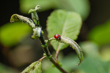 Ladybug Crawling on Leafy Branch with Green Background
