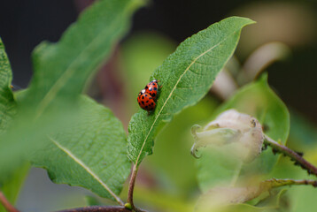 Ladybugs Crawling on Green Leaf in Natural Habitat