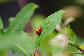 Ladybugs Crawling on Green Leaf in Natural Habitat