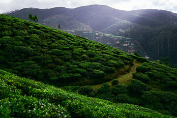 Obraz premium Landscape of a tea plantations in beautiful destination in Nuwara Eliya in Sri Lanka, Ceylon Island