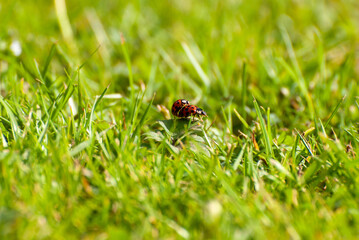 Close-Up of a Ladybug on Grass Blade in Sunlit Meadow