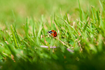 Close-Up of a Ladybug on Grass Blade in Sunlit Meadow