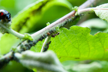 Ants and Aphids on a Green Leaf Stem in a Natural Ecosystem