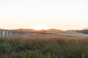 sunset over the field