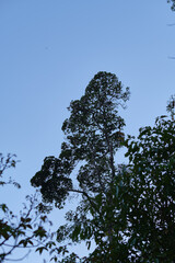 Tall Trees Silhouetted Against a Clear Sky
