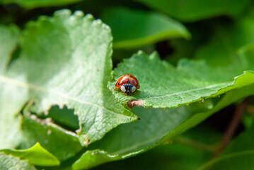 Close-Up of a Ladybug on a Green Leaf
