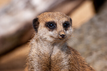 Close-up portrait of a meerkat in sunlight, showcasing its detailed fur and curious expression.