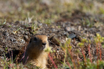Ground squirrel, also known as Richardson ground squirrel or siksik in Inuktitut, coming out of the burrow and looking around, Arviat, Nunavut, Canada