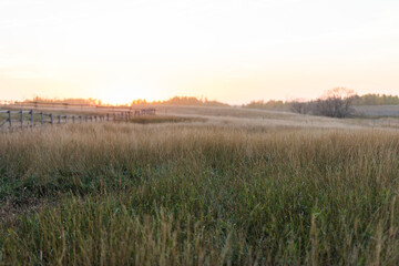 morning in the field