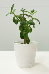 Jade Plant in a White Pot on Minimalist Background