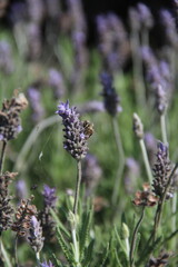 lavandas floridas em lavandário em carambeí, paraná 