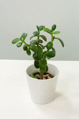 Jade Plant in a White Pot on Minimalist Background