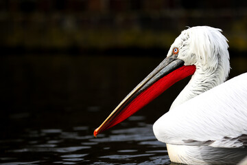 Cropped animal portrait of a beautiful snow-white pelican. The bright red throat pouch under the beak and the fascinating ice-blue eye form a strong contrast to the white plumage.