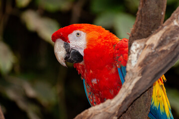 Scarlet Macaw in Tropical Habitat