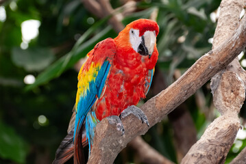 Scarlet Macaw in Lush Habitat perched on a tree brand