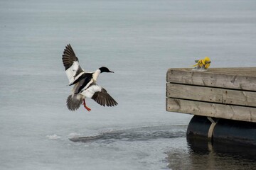 The Eurasian goosander (Mergus merganser)