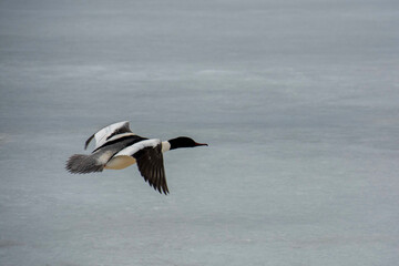 The Eurasian goosander (Mergus merganser)