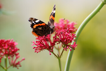 Red Admiral Butterfly Feeding on Pink Flowers