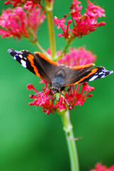 Red Admiral Butterfly Feeding on Pink Flower with Green Background