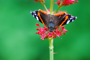 Red Admiral Butterfly Feeding on Pink Flower with Green Background