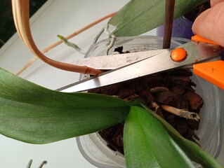 Large metal scissors are used to cut dry shoots of an exotic orchid. Plant care theme.
