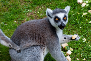 Ring-Tailed lemur eating at mealtime