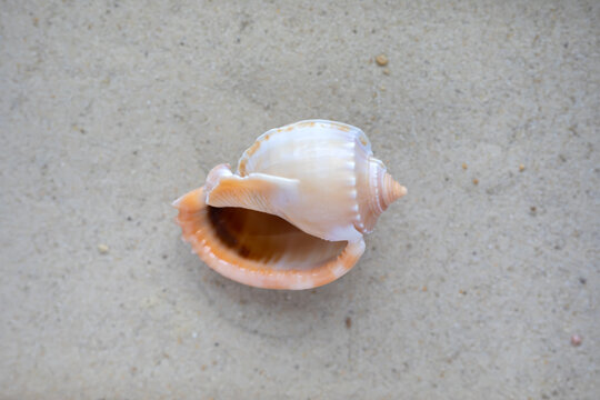 Phalium glaucum seashell on a sand. Seashell on sand, top view.