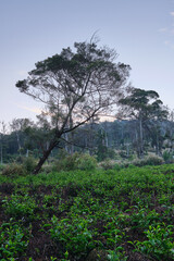 Tea Plantation with a Lone Tree Silhouette