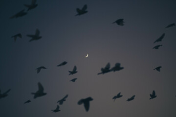 flock of birds flying surrounding the moon