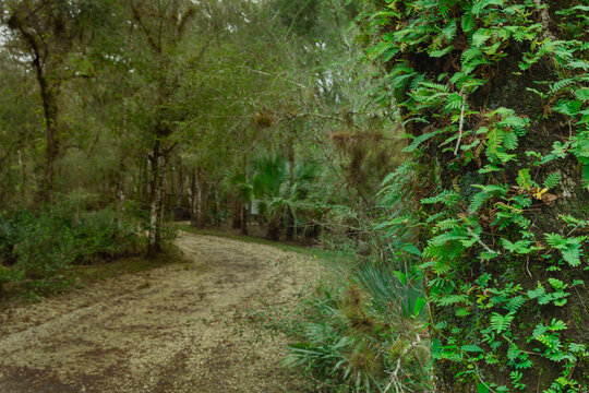 Hillsborough River State Park lush forest scene features a dirt path winding through dense greenery