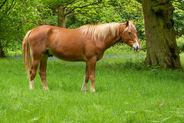 Chestnut Horse Grazing in a Forest Meadow