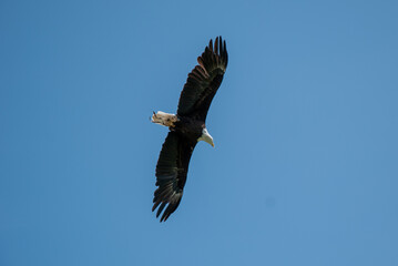Majestic American bald eagle soaring gracefully through a clear blue sky, its powerful wings spread...