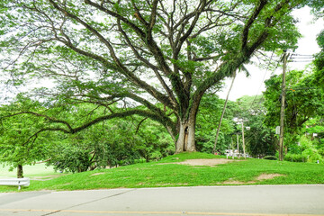 Large tree of the green forest lawn,The trees in the park are planted to provide shade for those who are vacationing or exercising in the fresh air in On sunny days,Nature landscape.