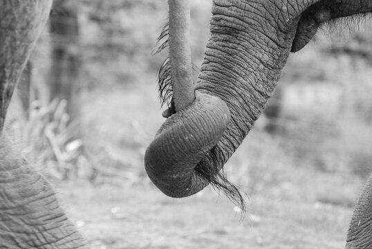 Close-Up of Elephant Trunks in Black and White mother and baby elephant 