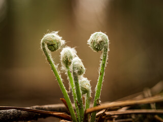 ferns close up © emily