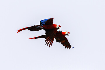 A pair of vibrant scarlet macaws flies through the air, their red feathers blending with blue and yellow highlights on their wings