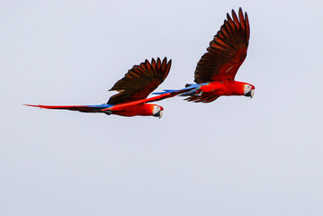 A pair of vibrant scarlet macaws flies through the air, their red feathers blending with blue and yellow highlights on their wings © C
