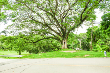 Large tree of the green forest lawn,The trees in the park are planted to provide shade for those who are vacationing or exercising in the fresh air in On sunny days,Nature landscape.