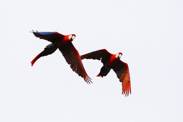 A pair of vibrant scarlet macaws flies through the air, their red feathers blending with blue and yellow highlights on their wings