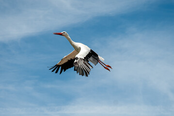 A graceful white stork soaring through a clear blue sky, a sign of fertility and peace